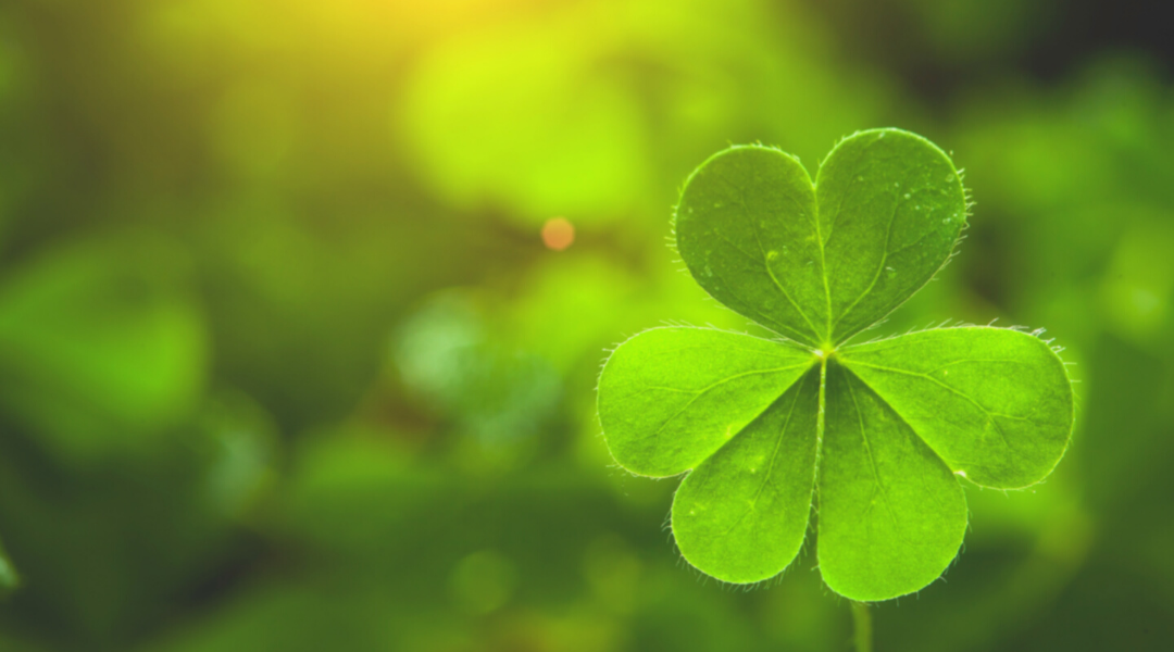 Feeling Lucky? You Should Consider a Clover Lawn