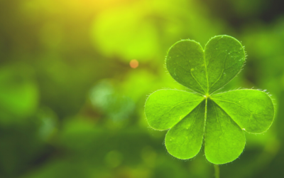 Feeling Lucky? You Should Consider a Clover Lawn