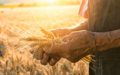 Agriculture—how important is it really for Manitoba?