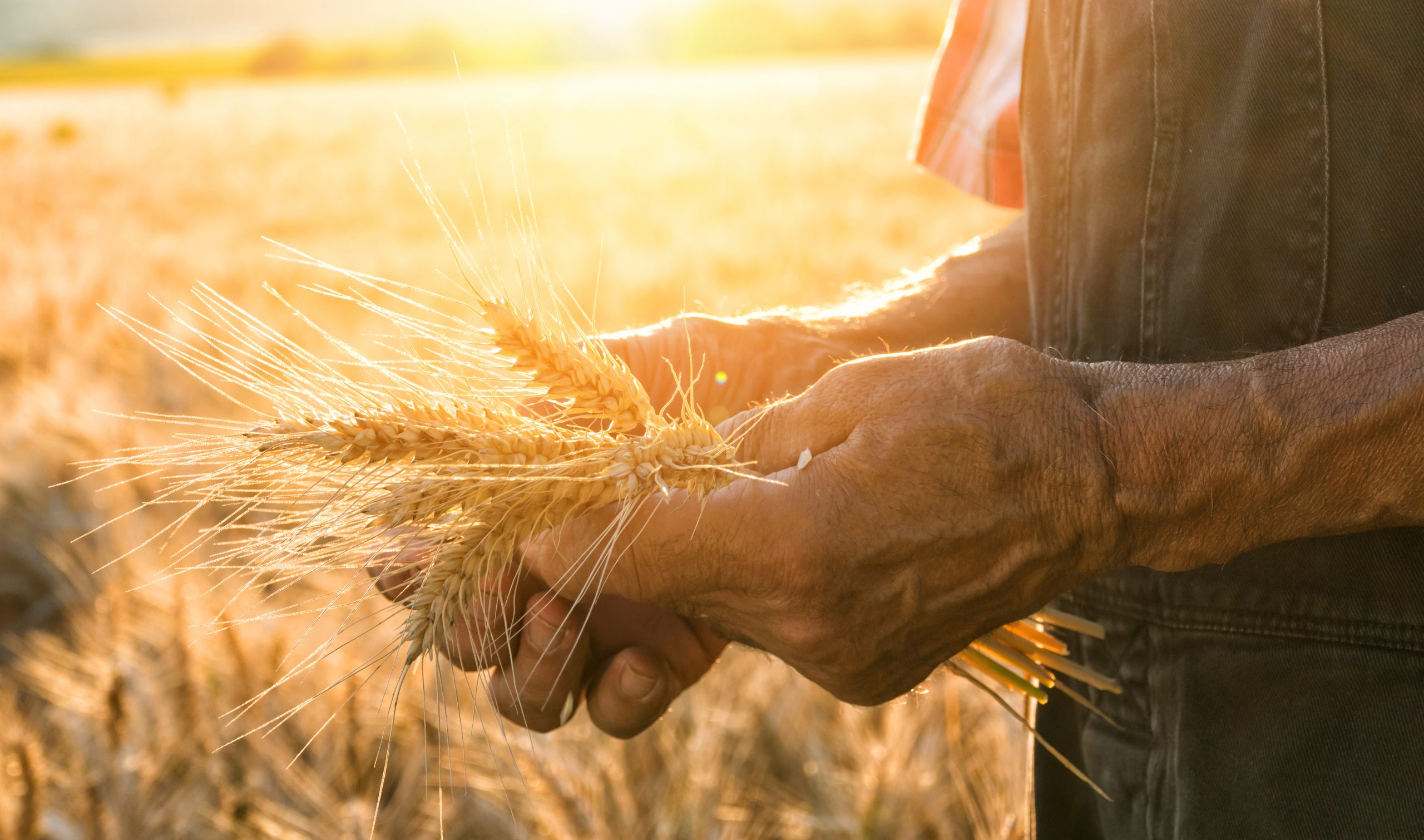 Farmer's hands holding wheat in field Manitoba